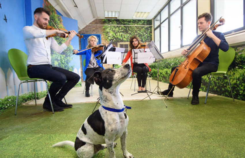 Get involved in Classic FM’s #PetConcerts challenge